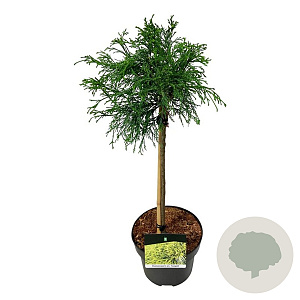 Chamaecyparis p. 'Sungold' 40 cm stam 5,0L