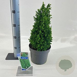 Chamaecyparis t. 'Top Point' 25-30 cm 3,0L