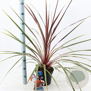 Cordyline 'Can Can' 30-40 cm 3,0L