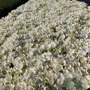 Campanula c. 'Weisse Clips' GM 2,0L