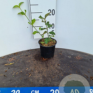 Euonymus fort. 'Coloratus' 10-15 cm C1.3