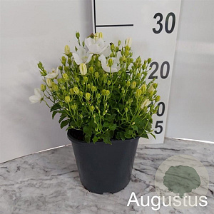 Campanula c. 'White Uniform' GM 2,0L