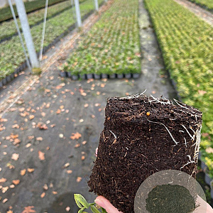 Euonymus fort. 'Emerald 'n' Gold' plantgoed C1.3