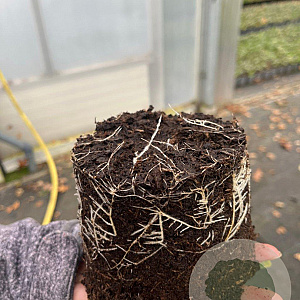 Euonymus fort. 'Emerald 'n' Gold' plantgoed C1.3