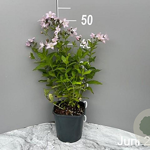 Campanula lact. 'Loddon Anna' GM 2,0L