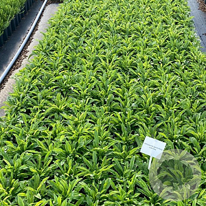 Campanula pers. 'Coerulea' GM 2,0L