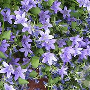 Campanula portenschlagiana GM P9