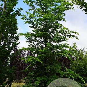 Fagus sylvatica 25-30 HO draadkluit geveerd