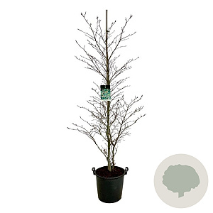 Fagus syl. 'Aspleniifolia' 175-200 cm 30L extra