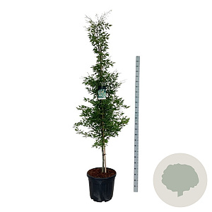 Fagus syl. 'Aspleniifolia' 225-250 cm cont. 55L extra