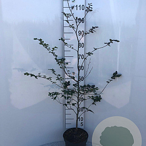 Fagus syl. 'Atropunicea' 125-150 cm 5,0L