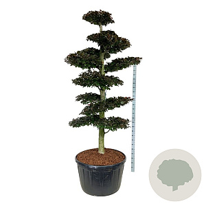 Fagus syl. 'Atropunicea' 225-250 cm cont. 285L bonsai