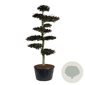 Fagus syl. 'Atropunicea' 250-300 cm cont. 285L bonsai
