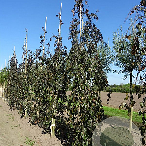 Fagus syl. 'Black Swan' 6-8 HO draadkluit