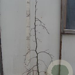 Fagus syl. 'Purpurea Pendula' 150-175 cm 15L