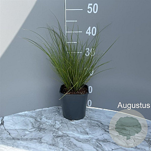 Carex flagellifera 'Kiwi' GM 2,0L