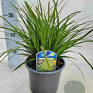 Carex morrowii GM P9
