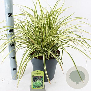 Carex morrowii 'Goldband' 30-40 cm 6,5L