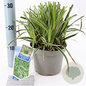 Carex morrowii 'Ice Dance' 20-25 cm 2,0L