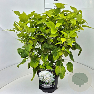 Hydrangea a. 'Annabelle' 50-60 cm 20L