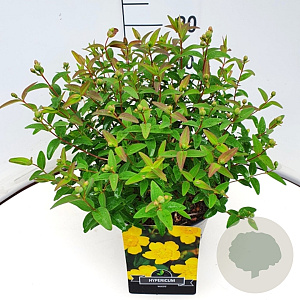 Hypericum 'Hidcote' 30 cm 10L
