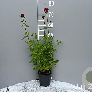 Centranthus ruber 'Coccineus' GM 2,0L