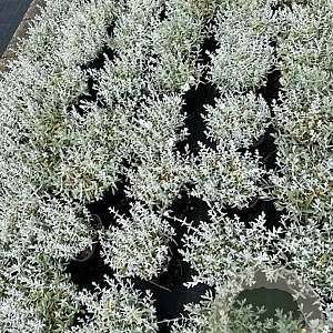 Cerastium tomentosum GM 2,0L