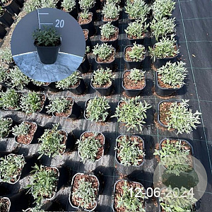 Cerastium tomentosum GM 2,0L