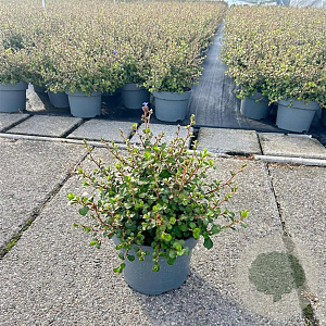Ceratostigma griffithii 30-40 cm 5,0L