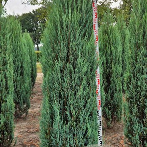 Juniperus s. 'Blue Arrow' 225-250 cm draadkluit extra