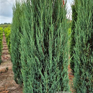 Juniperus s. 'Blue Arrow' 225-250 cm draadkluit extra