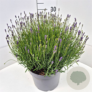 Lavandula ang. 'Essence Purple' 30-40 cm 10L