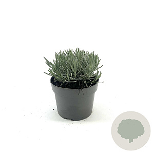 Lavandula int. 'Grosso' GM 2,0L