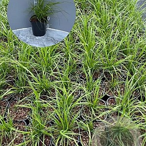 Cortaderia s. 'White Feather' GM 2,0L