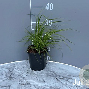 Cortaderia s. 'White Feather' GM 2,0L