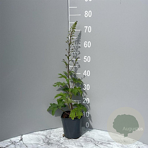 Delphinium (P) 'Magic F. Dark Blue' GM 2,0L