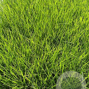 Deschampsia cesp. 'Bronzeschleier' GM 2,0L