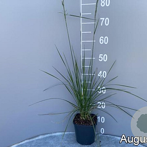 Deschampsia cesp. 'Bronzeschleier' GM 2,0L