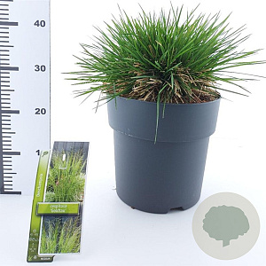 Deschampsia cesp. 'Goldtau' 50-80 cm 12L