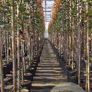 Photinia fraseri 'Red Robin' 4-6 HO 15L