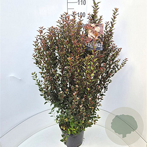 Physocarpus opulif. Little Devil 80-100 cm 10L