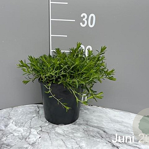 Dianthus delt. 'Albiflorus' GM 2,0L