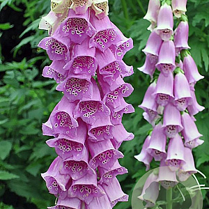 Digitalis purpurea GM P9