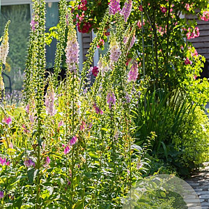 Digitalis purpurea GM P9