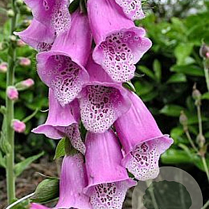 Digitalis purpurea GM P9