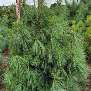 Pinus wallichiana 150-175 cm draadkluit