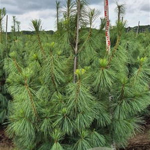 Pinus wallichiana 175-200 cm draadkluit extra