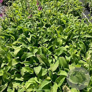 Digitalis purp. 'Gloxiniiflora' GM 2,0L