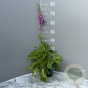 Digitalis purp. 'Gloxiniiflora' GM 2,0L