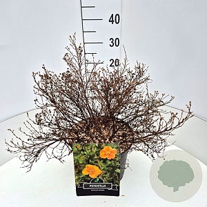 Potentilla f. 'Red Ace' 40-60 cm 10L